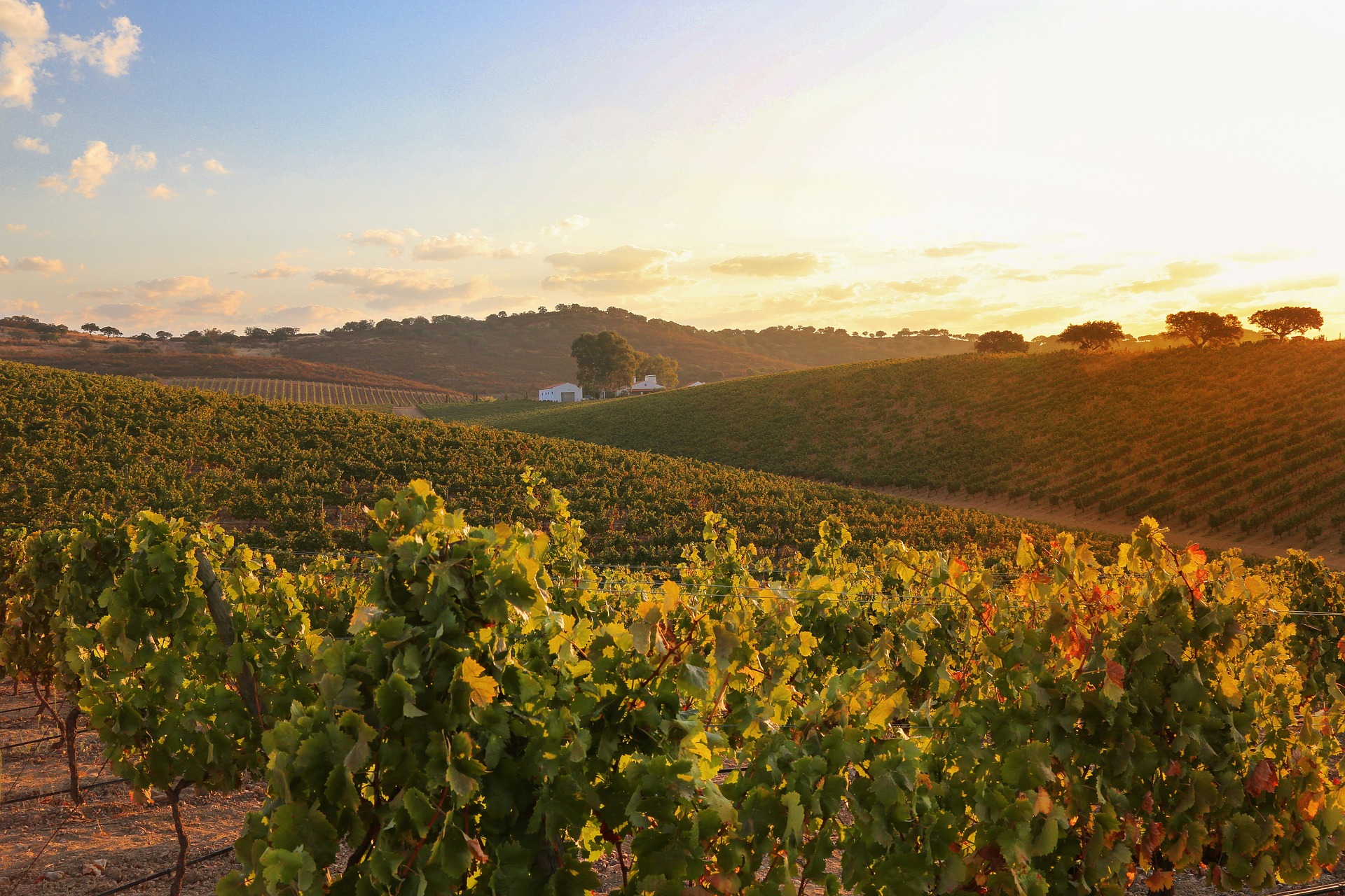 Discovering the Wine Regions of Portugal: A Journey of Flavor and Tradition - Part 3