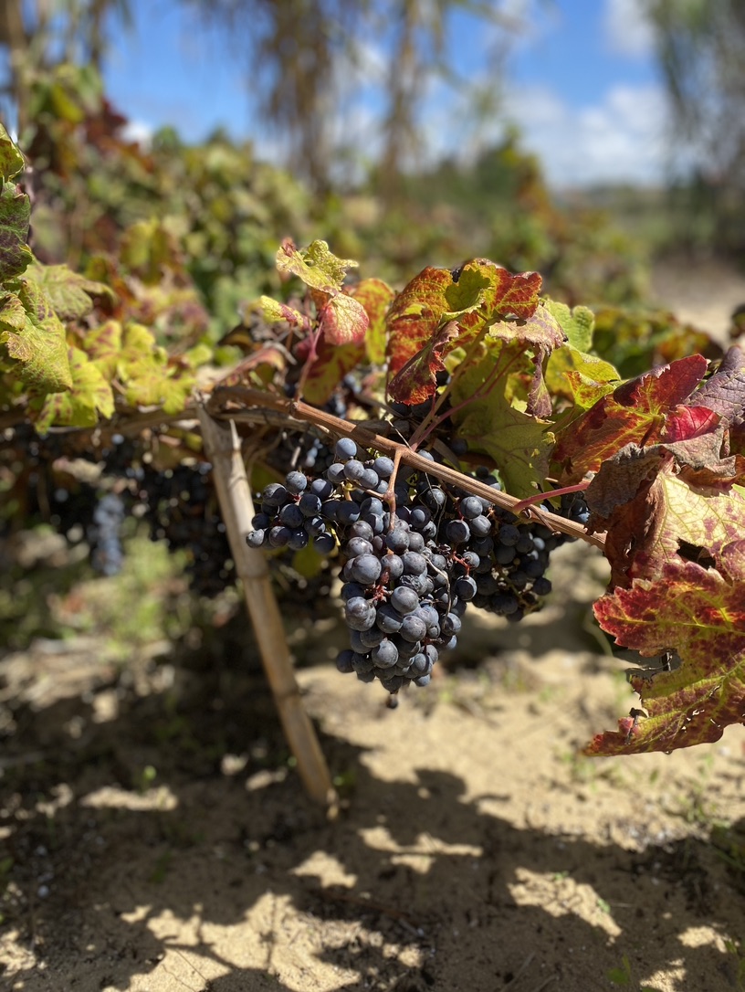 Vinhas Centenárias de Colares  - Casca Wines