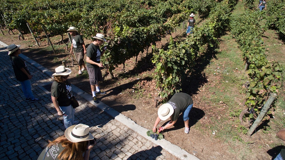 Programa de vindima - Quinta da Pacheca