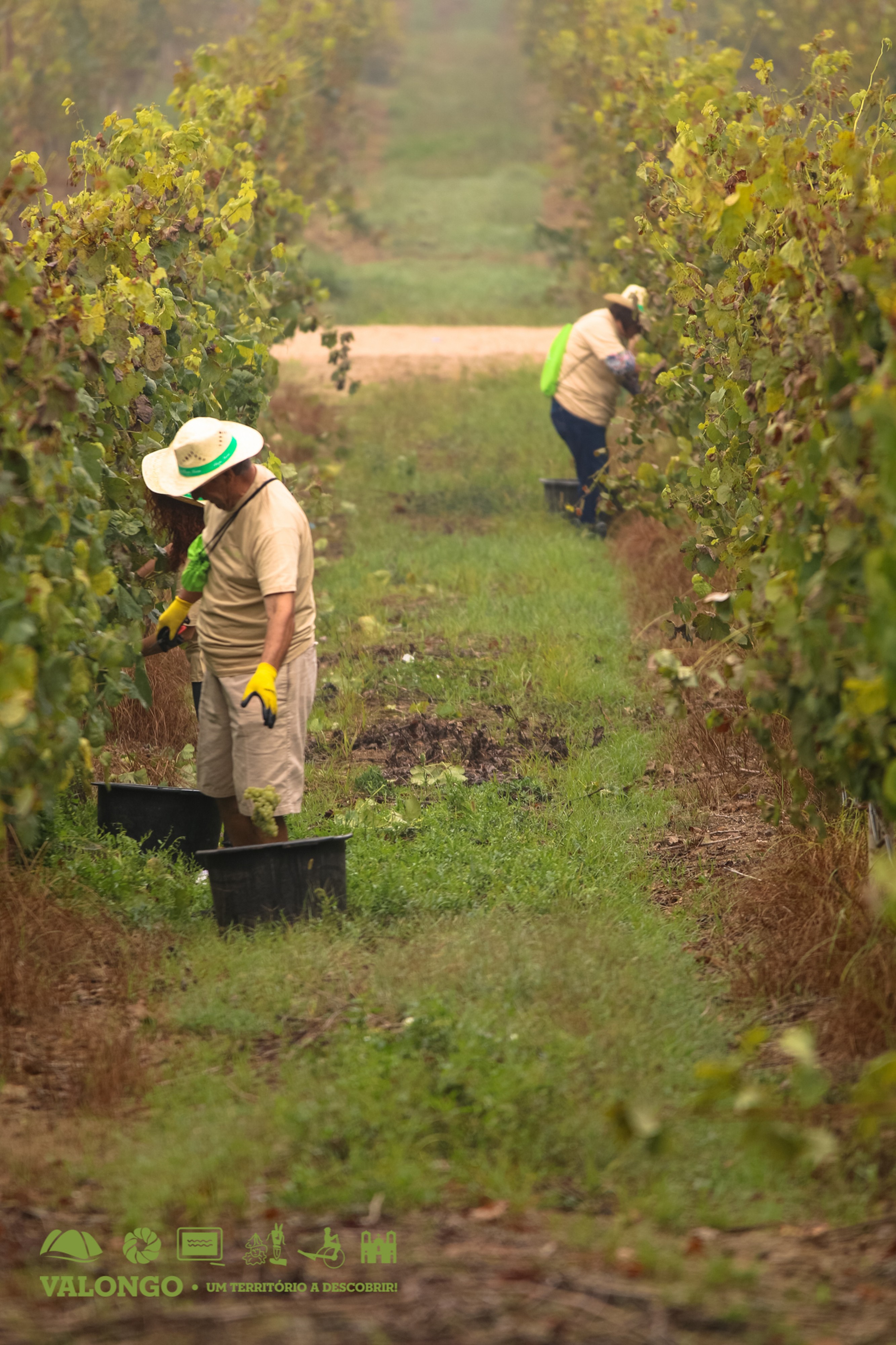 Dia de Vindima - Quinta das Arcas